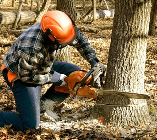 Tree Removal in Smyrna Mills, ME